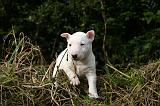 BULL TERRIER MINIATURE 273
